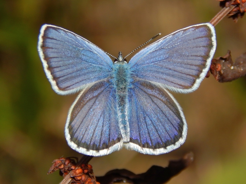 Plebejus cfr. argus